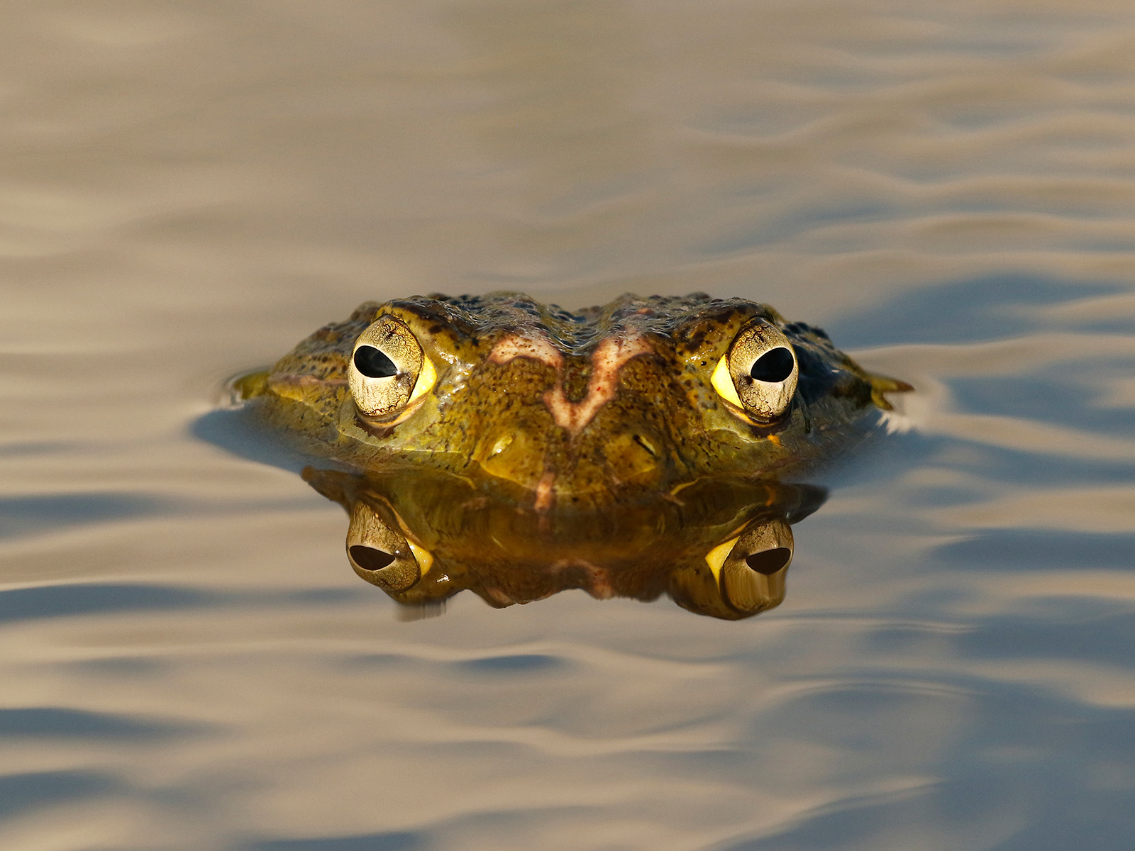 PIXIE FROG.jpg (359 KB)